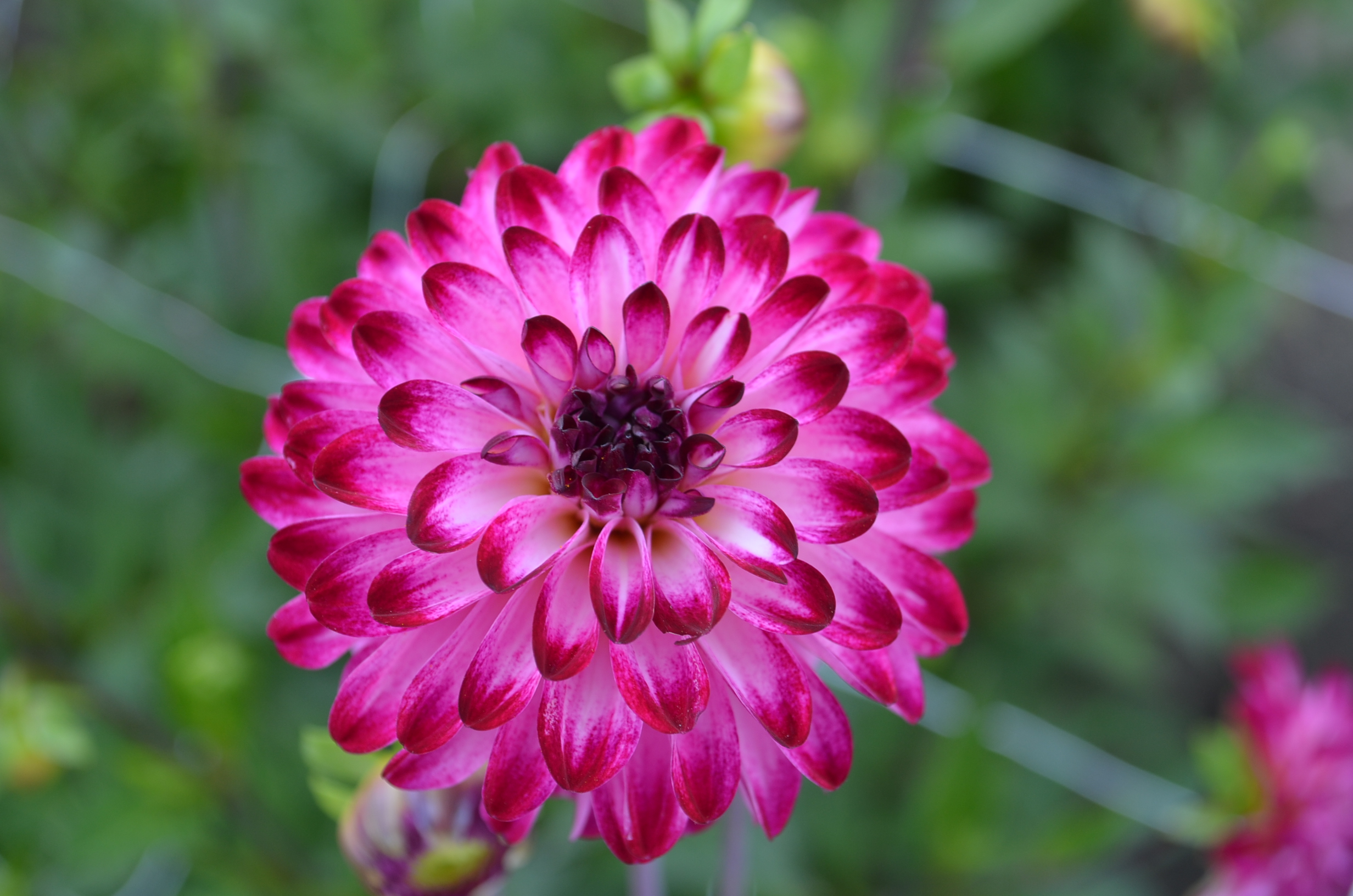 Dahlia knöl Little Robert bolldahlia, Nyhet 2026!