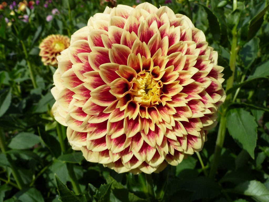 Dahlia Jowey Hubert "Boll"   - 2