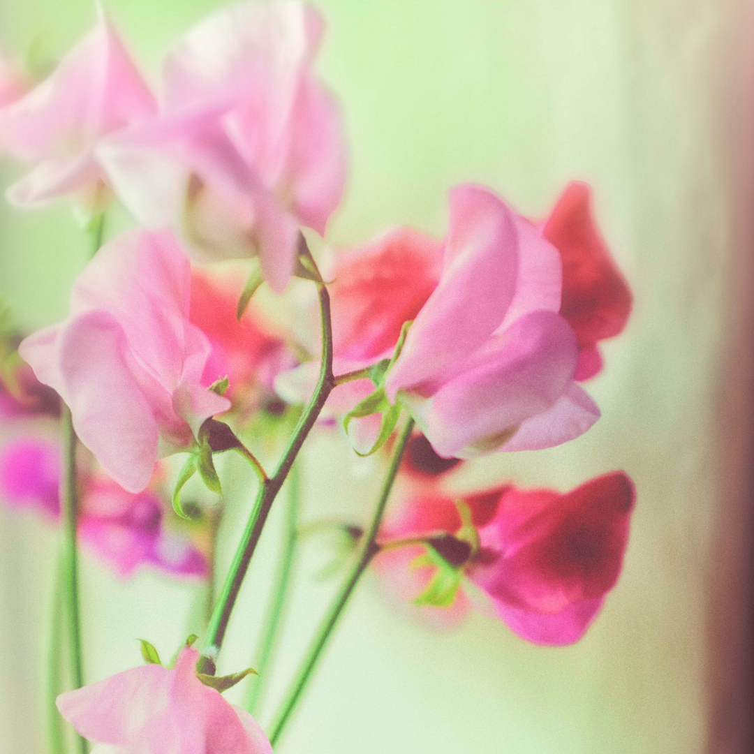 Luktärt - Mammoth Hot Pink Mix