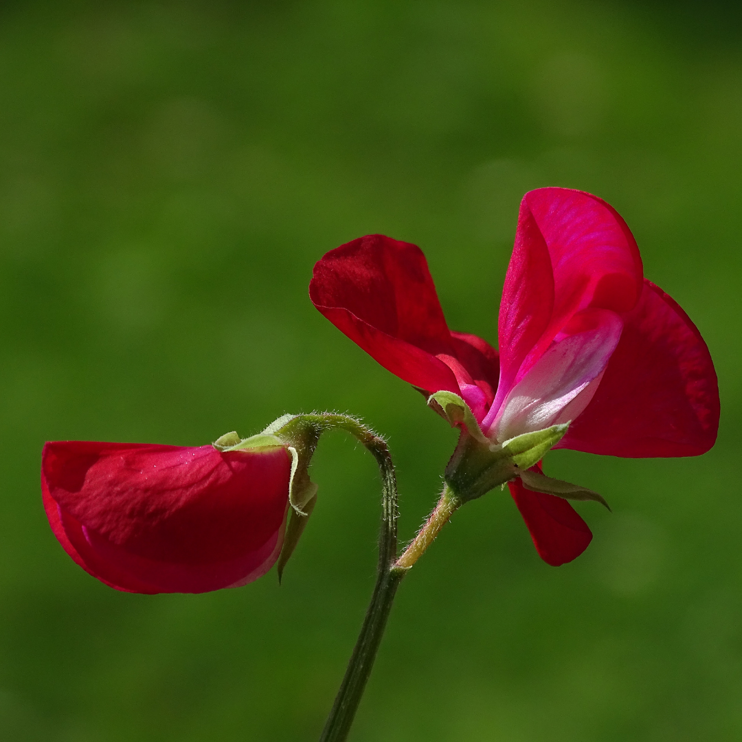 Luktärt - Mammoth Crimson