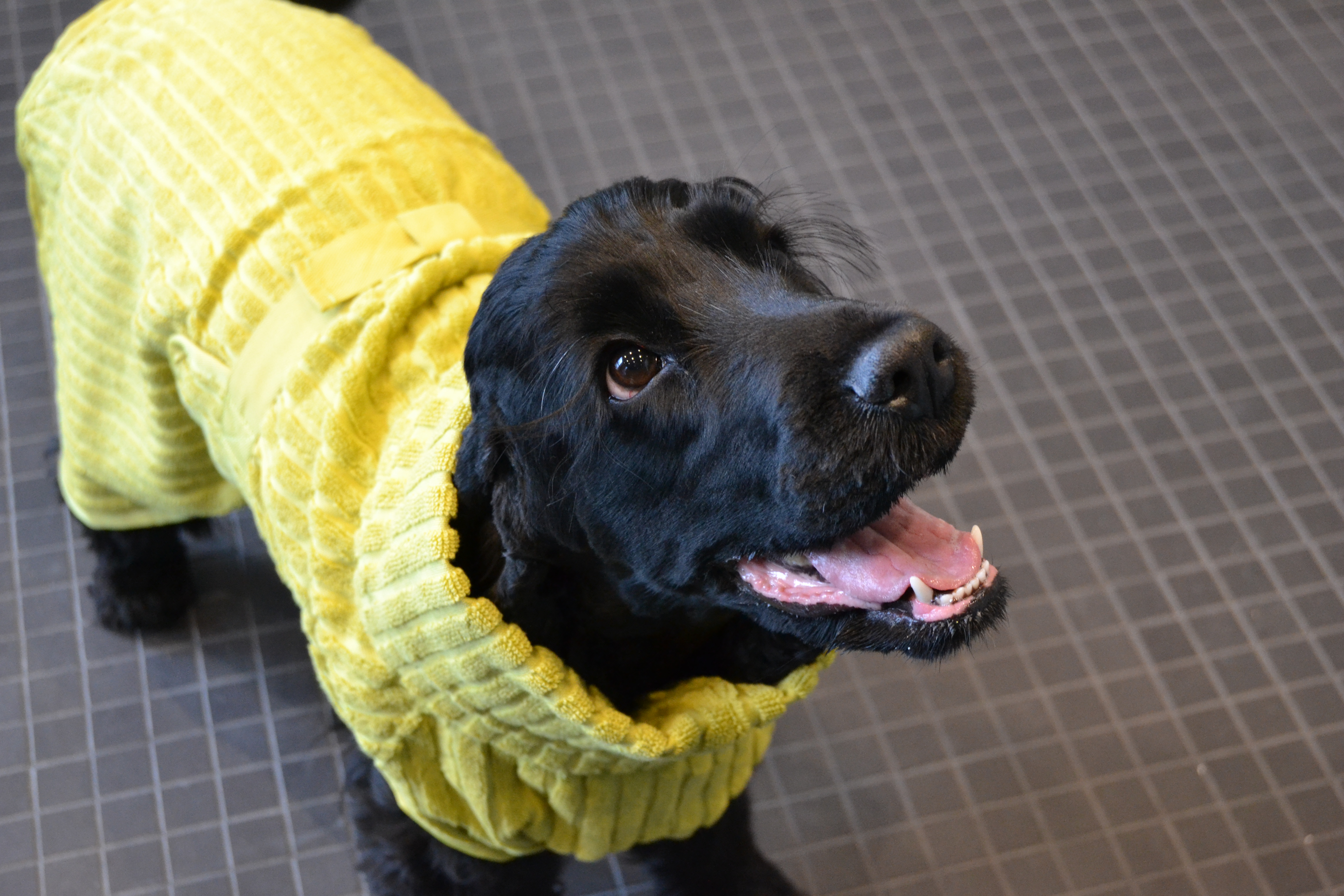 Rukka Pets x LUHTA HOME Aalto Pet Drying Coat - Olive - moisture-absorbing