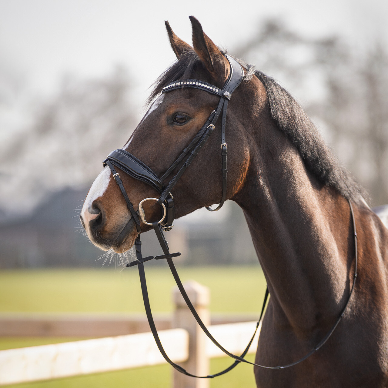 QHP Skye Bridle - Black