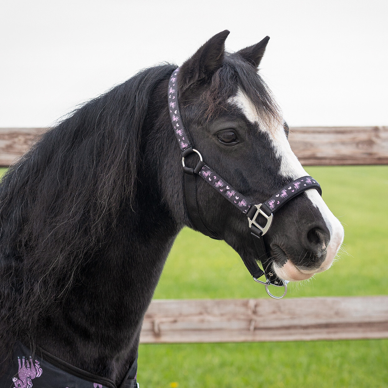 QHP Lize Grimma - Svart/Violet - vadderad