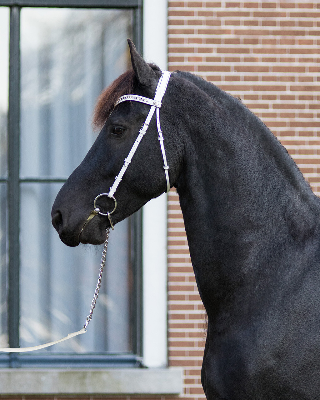 QHP Luxury Show Bridle - White - padded