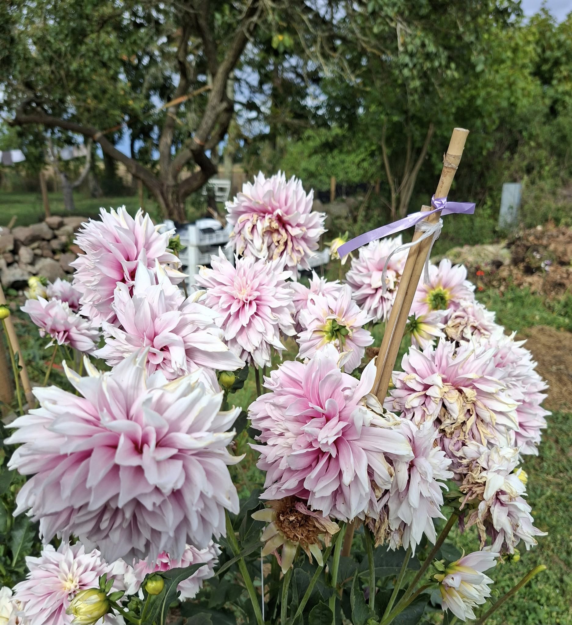 Dahlia knöl Evanah  "Dekorativ mediumblommande  x - 5