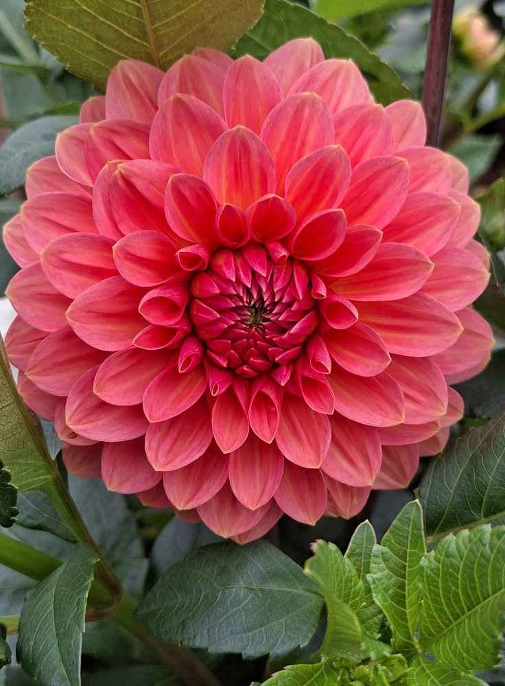 Dahlia knöl Orange Favourite  Boll  x - 6