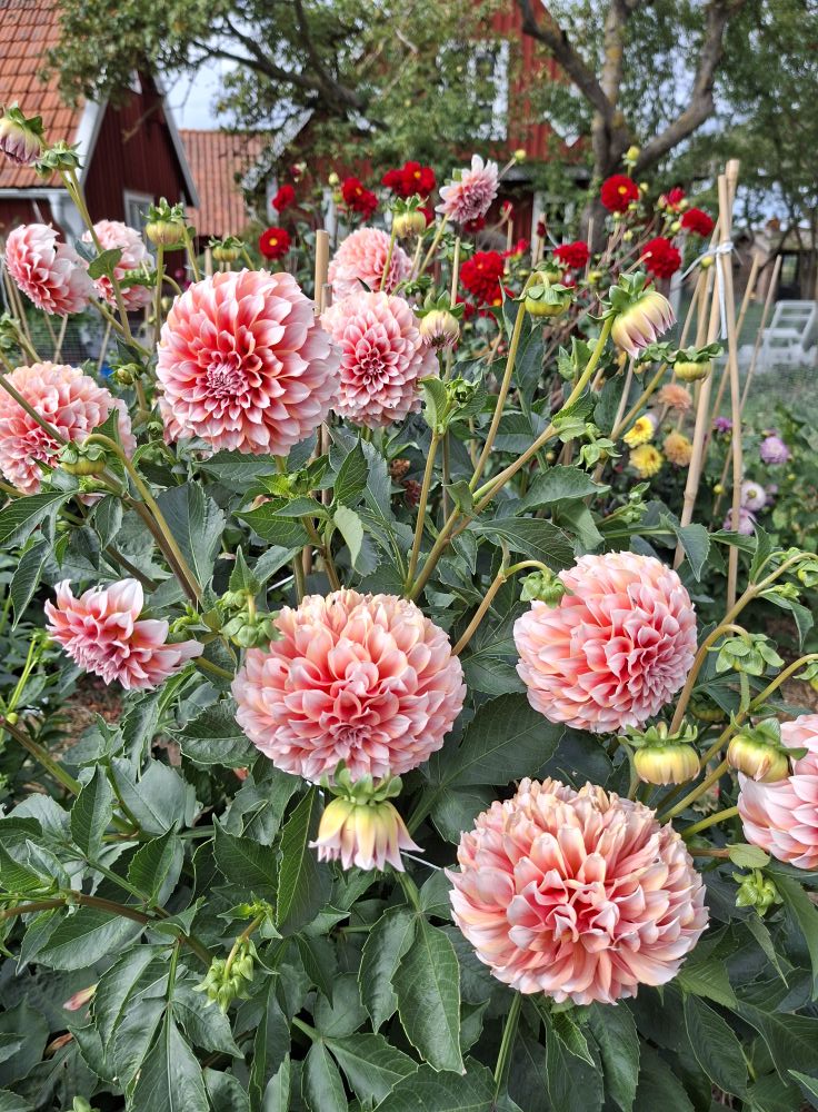 Dahlia knöl Peaches  Dekorativ småblommande  - 6