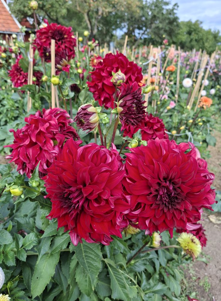 öDahlia knöl Spartacus "Dekorativ storblommande" Slut för säsong - 5