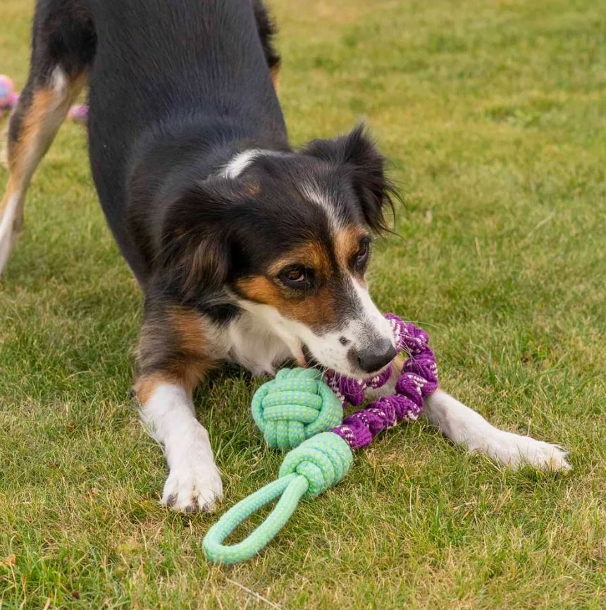 Ozami Dog Toy Bungee Rope with Handle 66 cm - durable