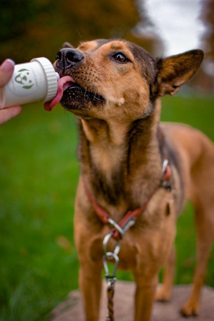 Doggypumper - belöningspump - 3