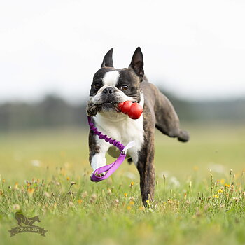 Bungee Rabbit Tug S with KONG Classic