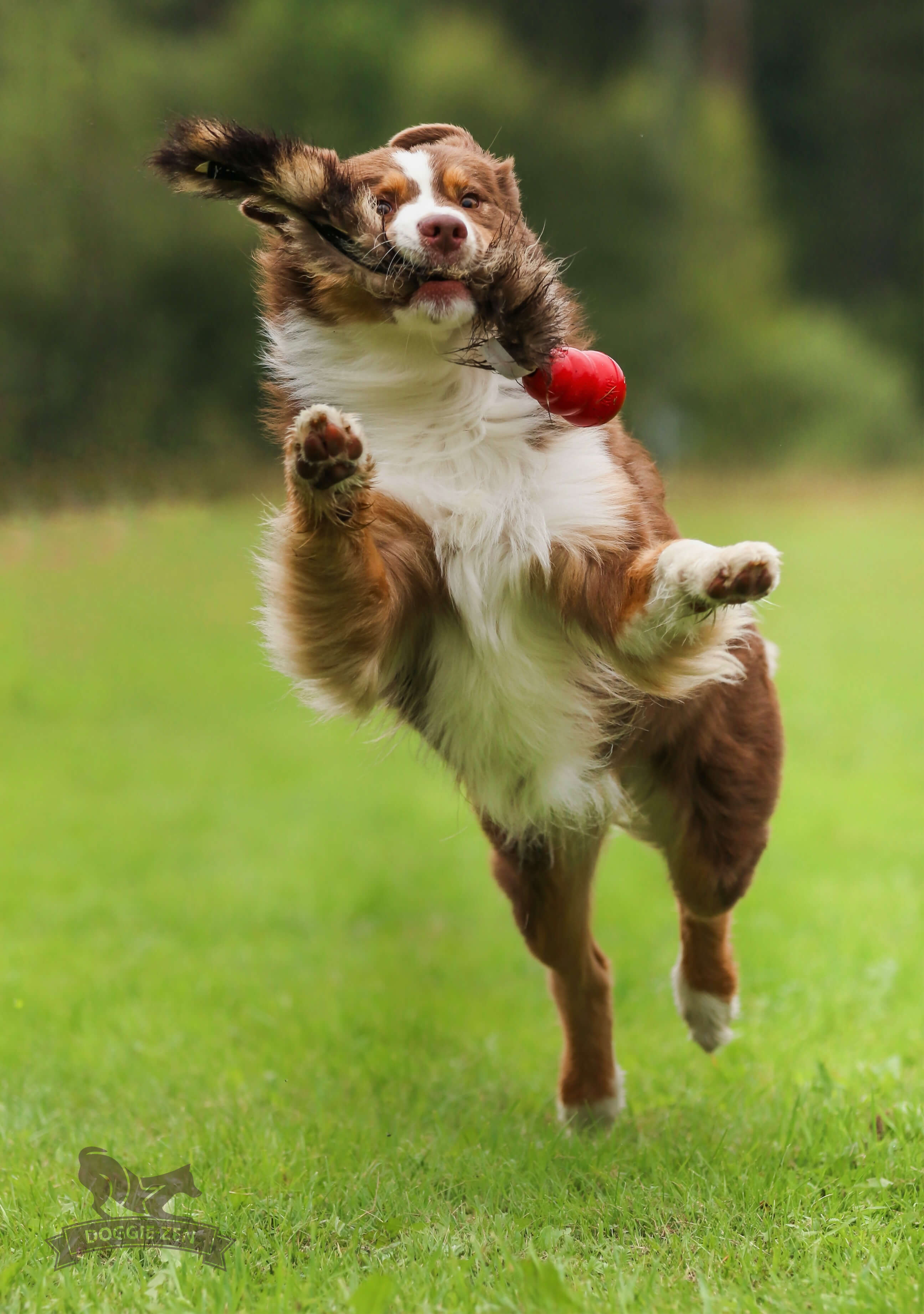 Raccoon Tail L with KONG Classic - 2