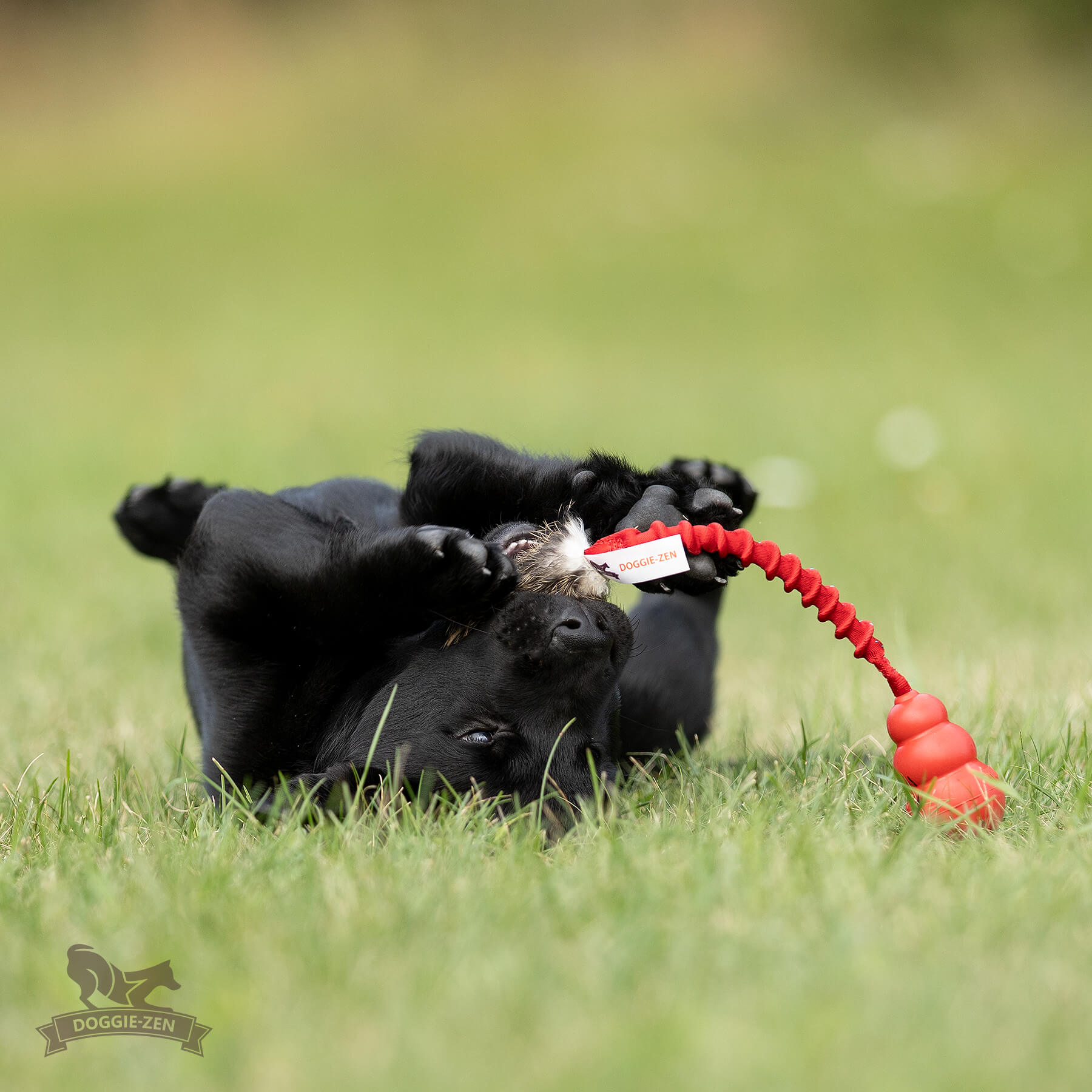 Rocket Bungee S Rabbit + KONG Classic - 3