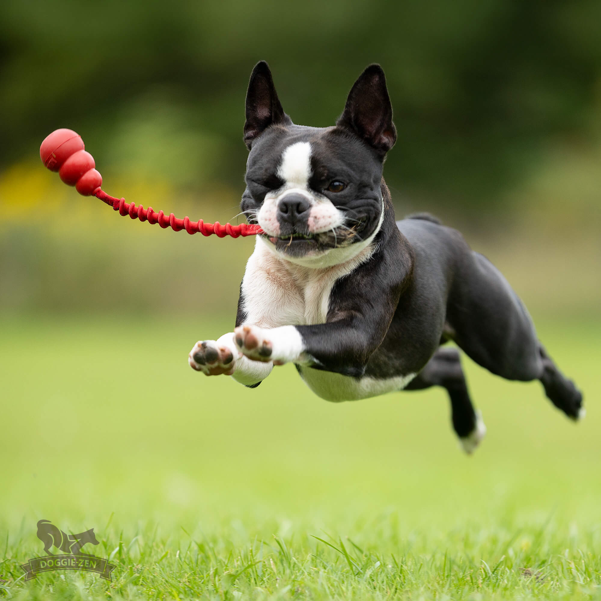 Rocket Bungee S Rabbit + KONG Classic