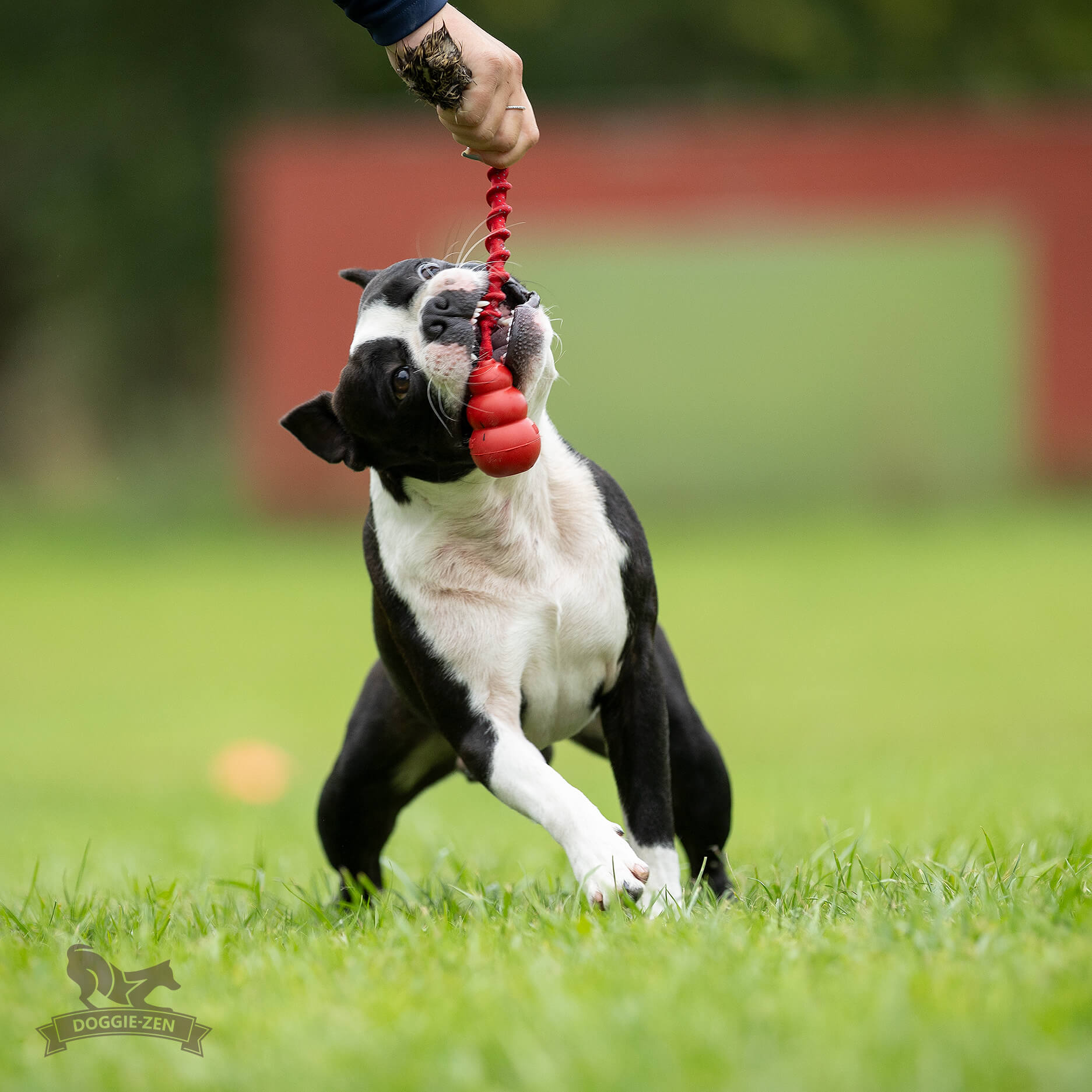 Rocket Bungee S Rabbit + KONG Classic - 6