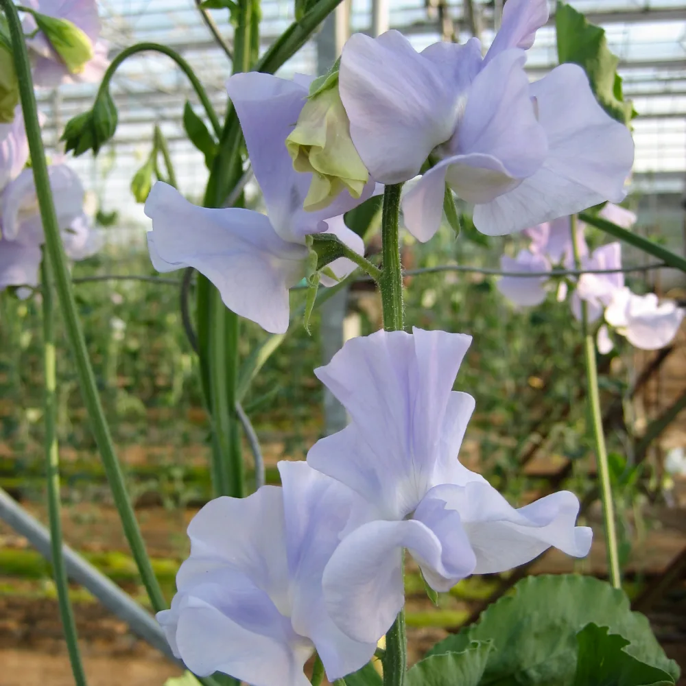 Luktärt 'Winter Sunshine Light Blue'