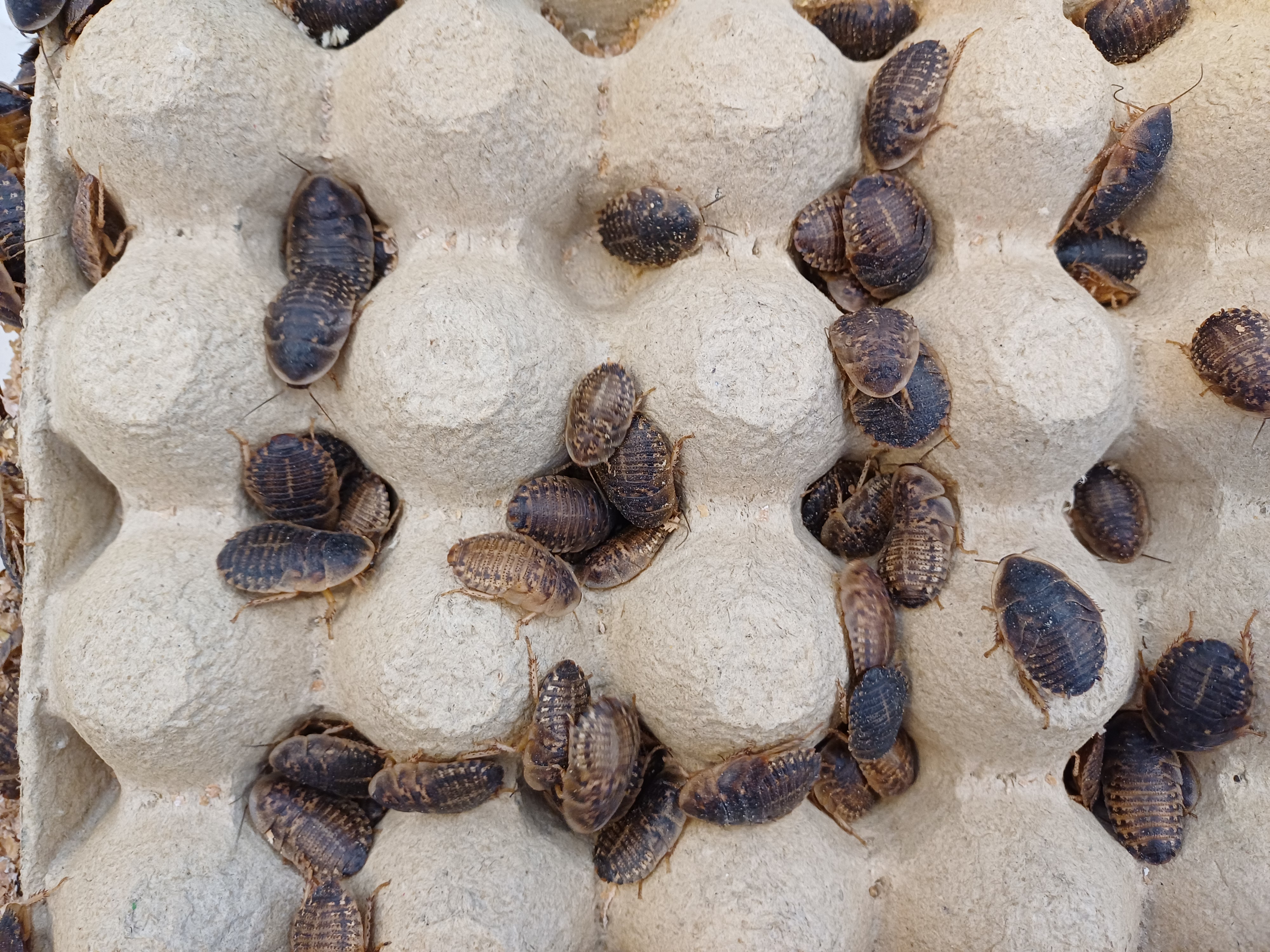 Dubia 3-4 CM, 25-pack