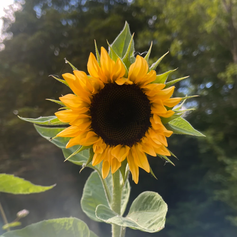 Solros 'Zohar' F1