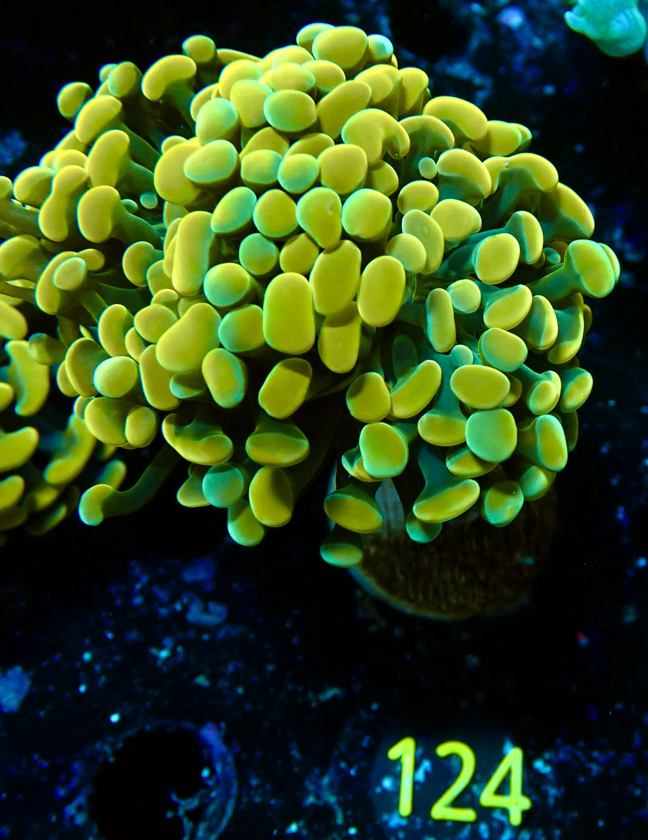 Euphyllia paraancora golden
