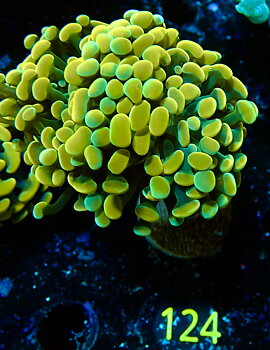 Euphyllia paraancora golden