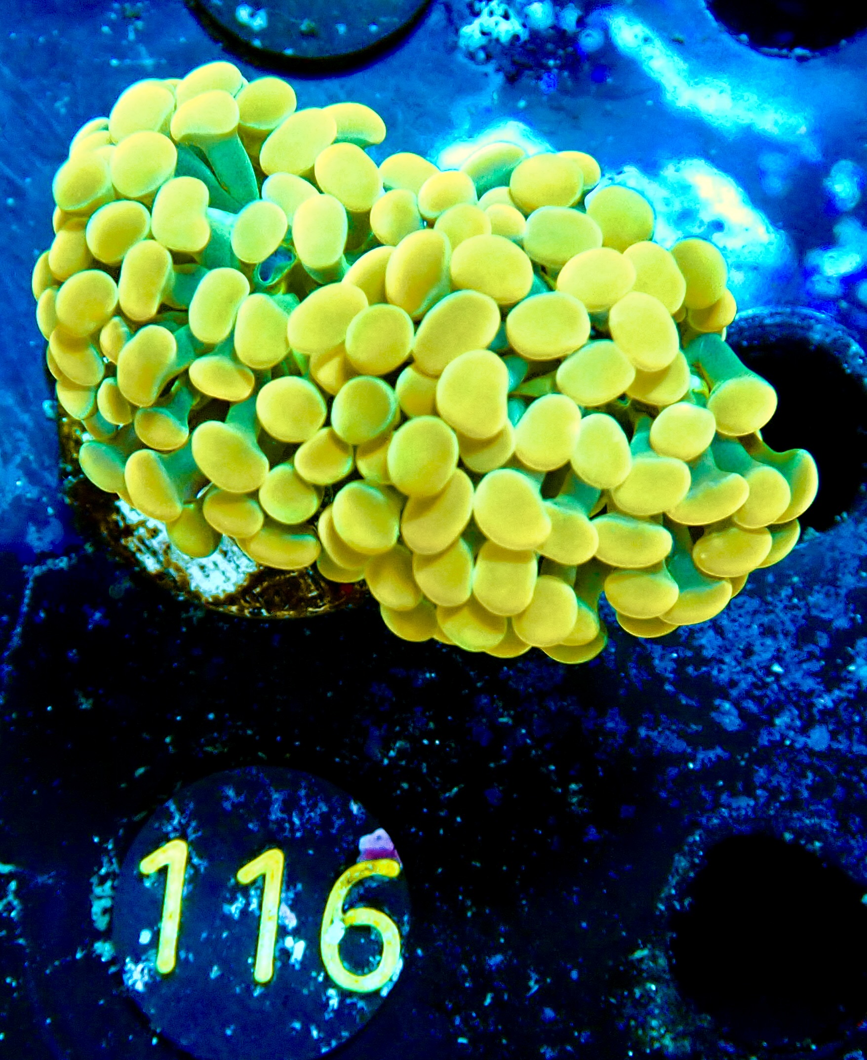 Euphyllia paraancora gold