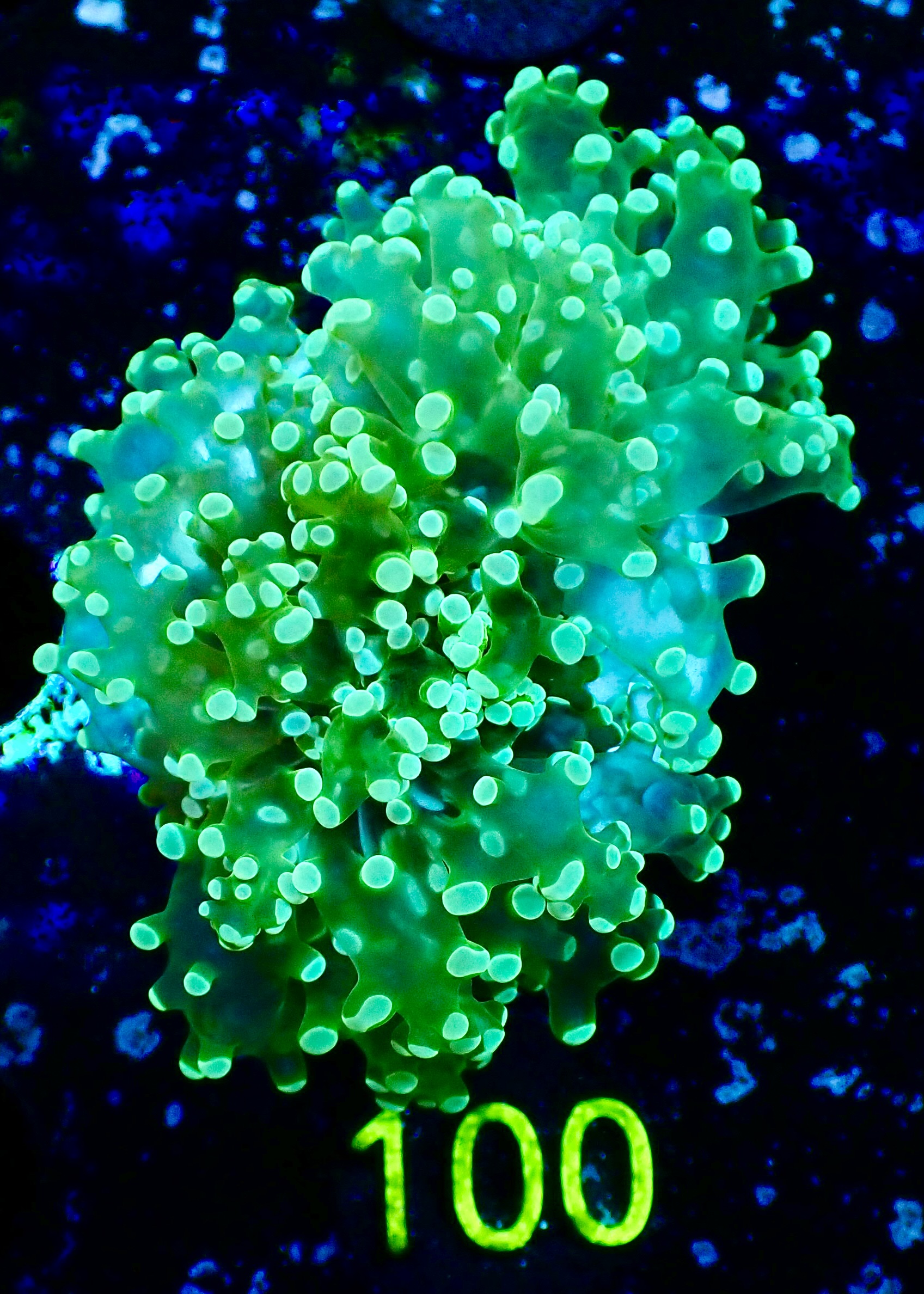 Euphyllia Paradivisa ultra