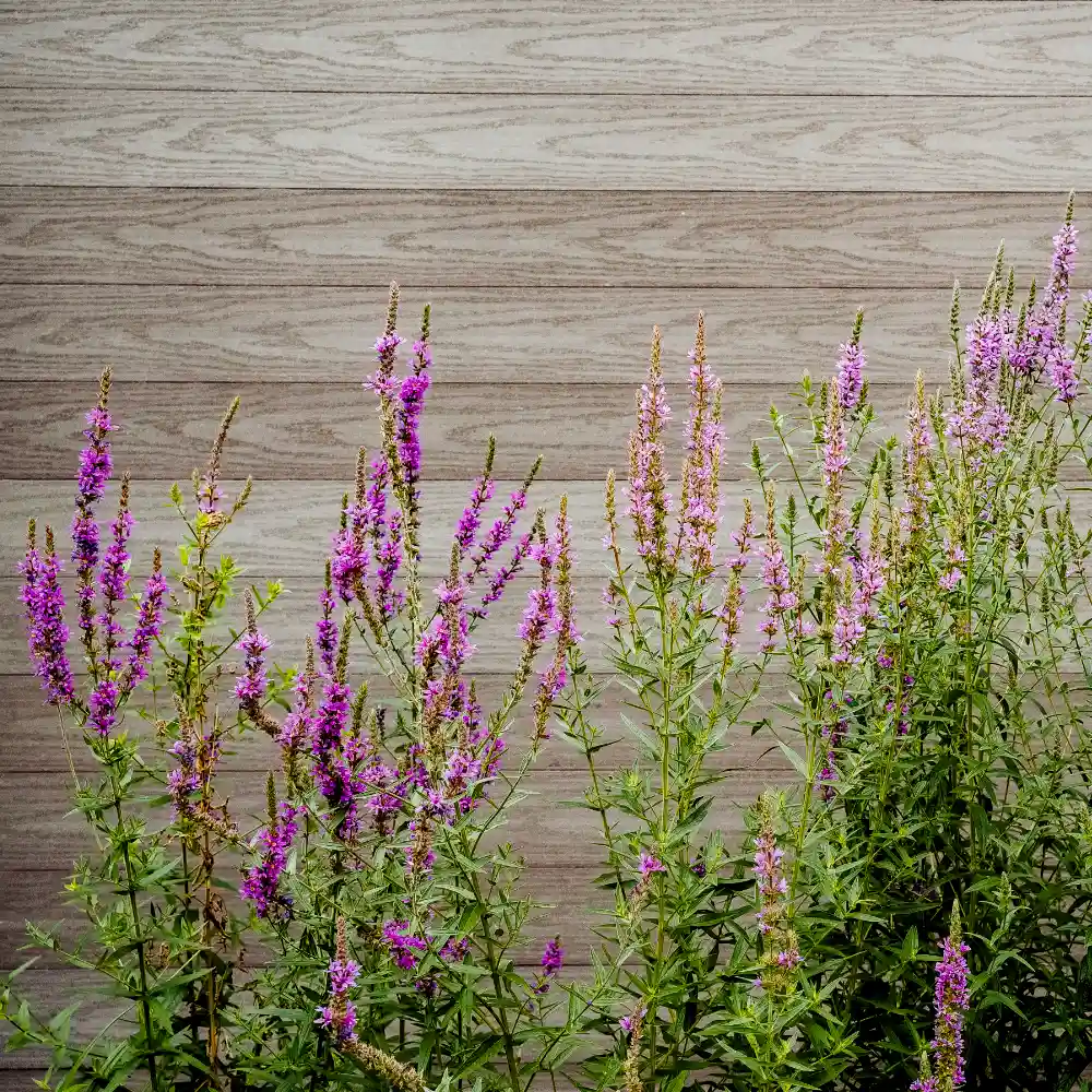  Fackelblomster