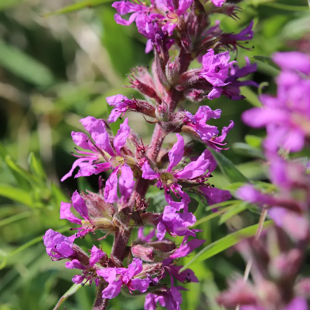  Fackelblomster