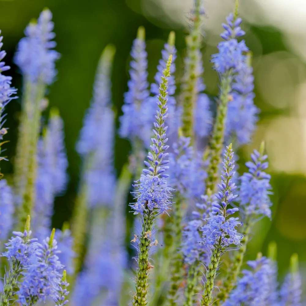 Axveronika 'Blue'