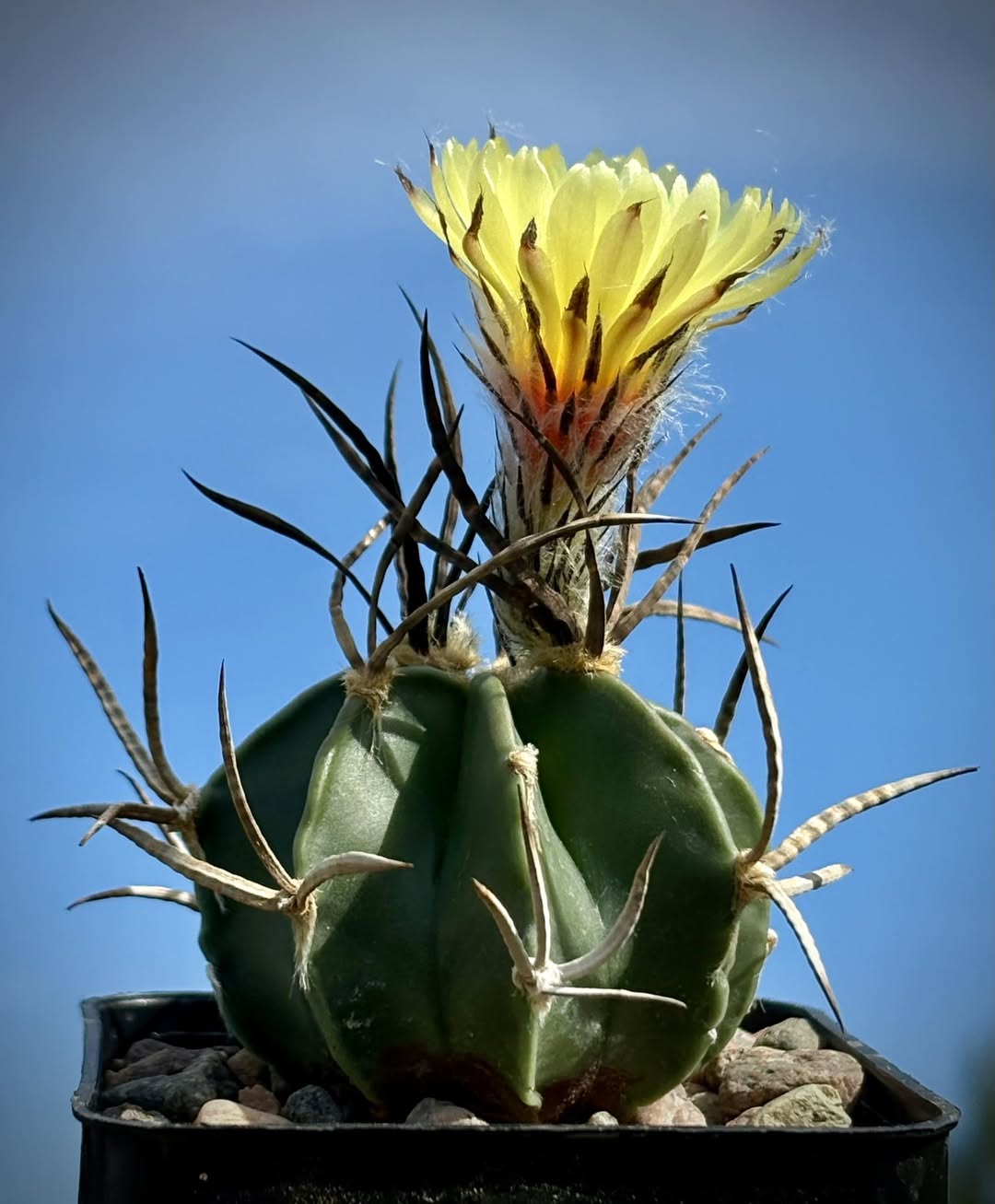 SuccSeed - Astrophytum
