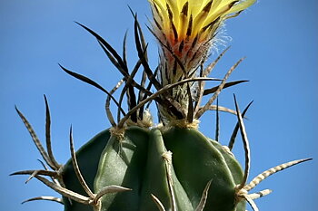 Astrophytum capricorne cv. Buffalo