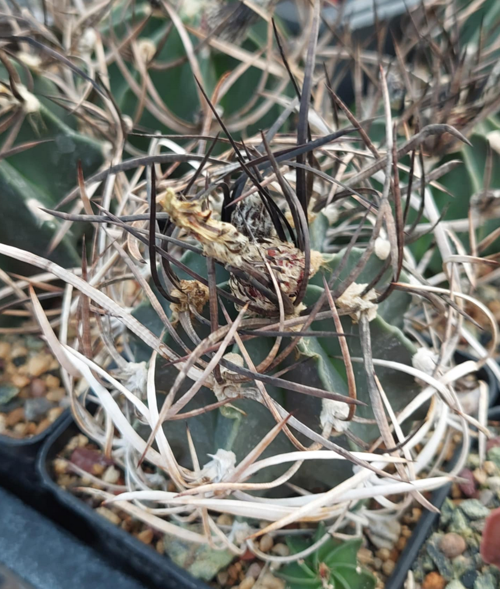Astrophytum capricorne cv. Buffalo - 3