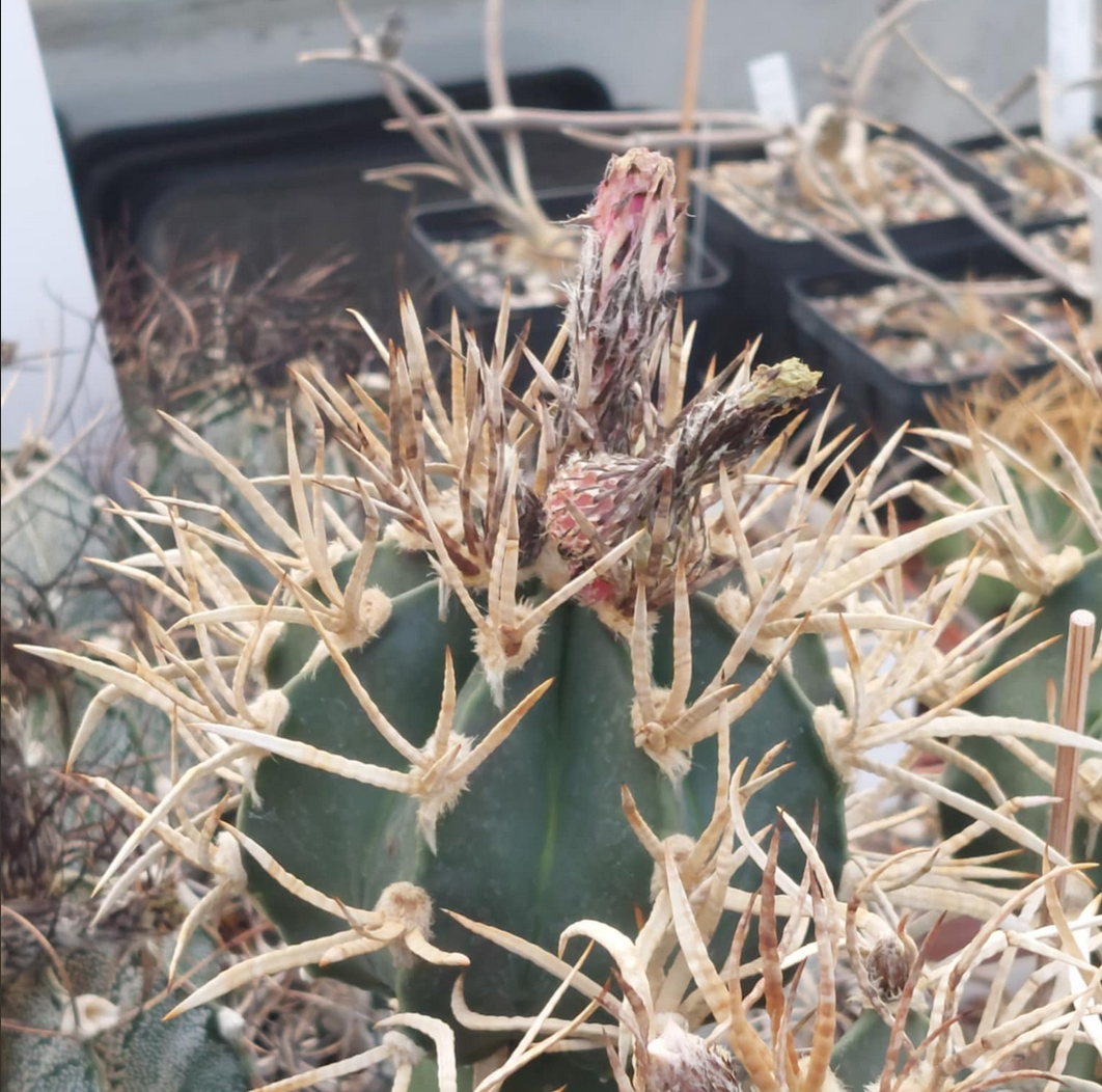 Astrophytum capricorne cv. Buffalo - 2