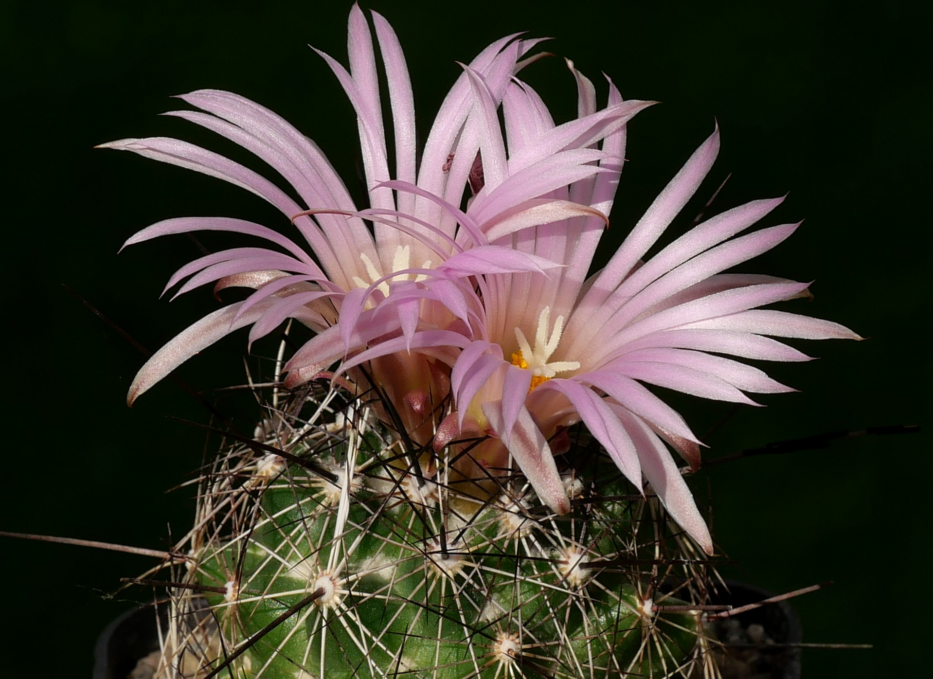 Coryphantha pseudoechinus ZRI 397/10 (La Luz, Coah)