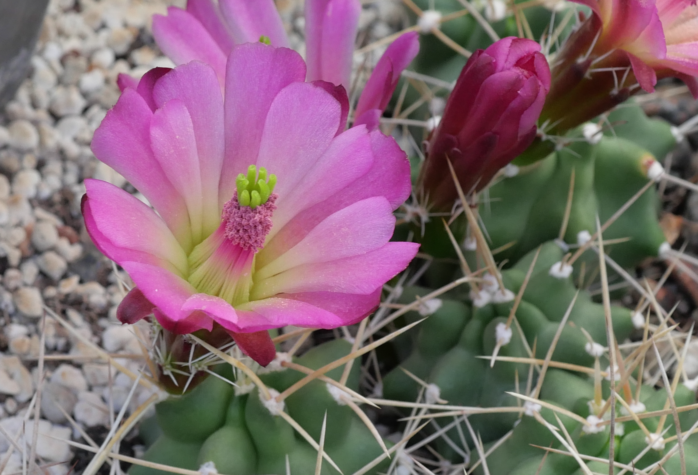 Echinocereus mojavensis 'pink flowers' (Utah)
