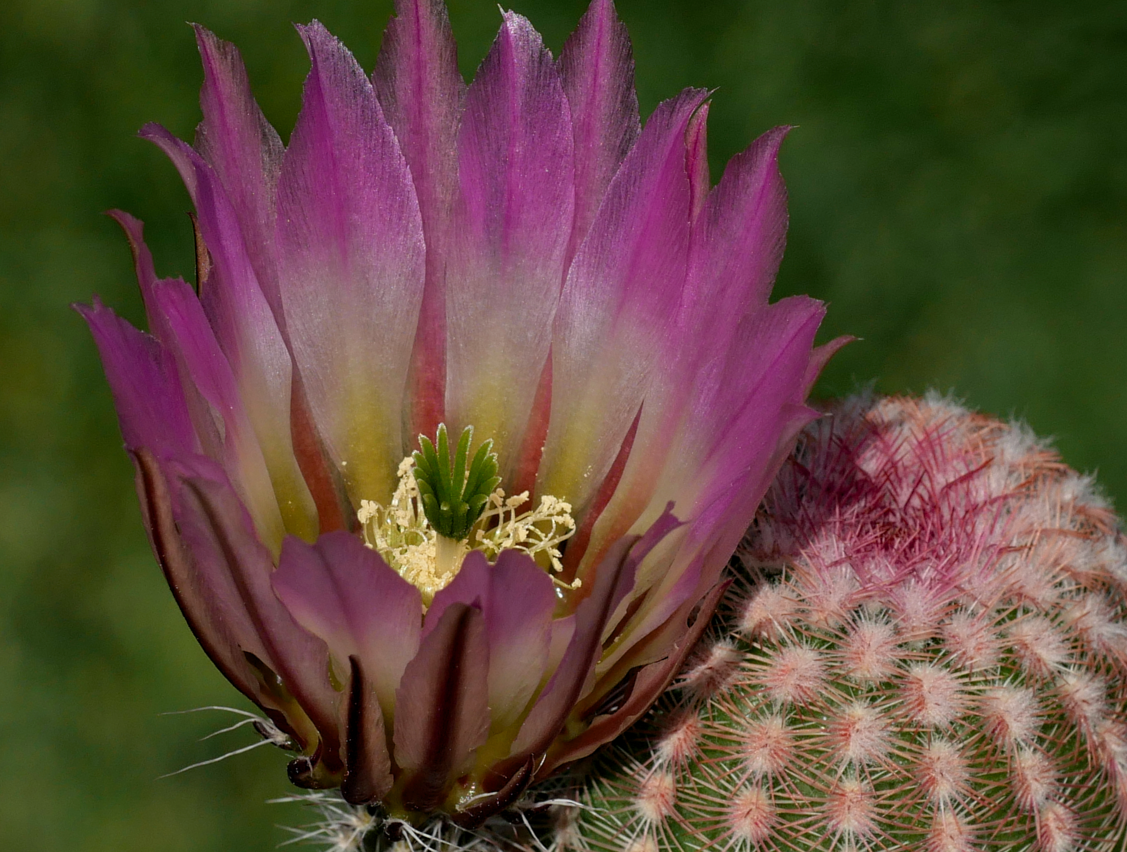 Echinocereus pectinatus (Sierra Blanca)