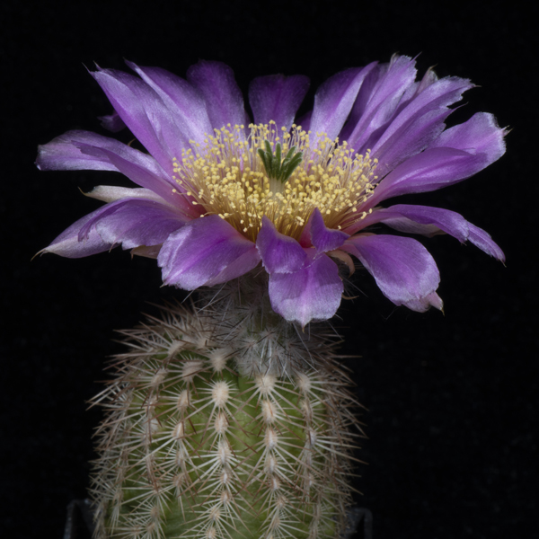 Echinocereus reichenbachii ssp. baileyi (Lake Jed Johnson, Comanche Co, OK)