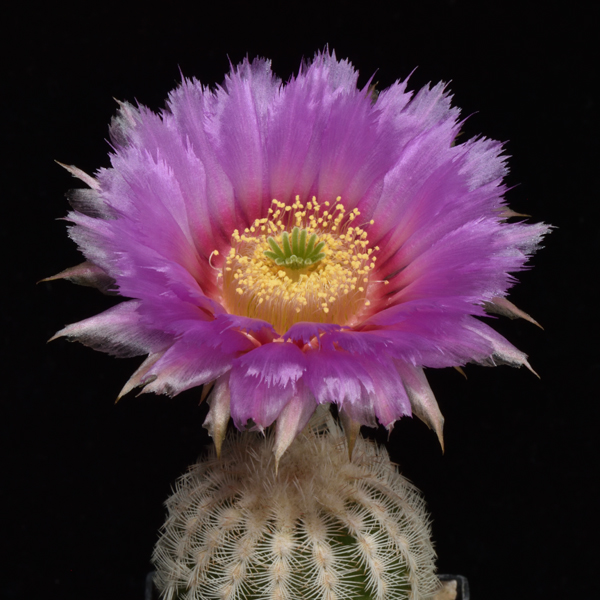 Echinocereus reichenbachii ssp. caespitosus (Turner Falls, Murray Co, OK)