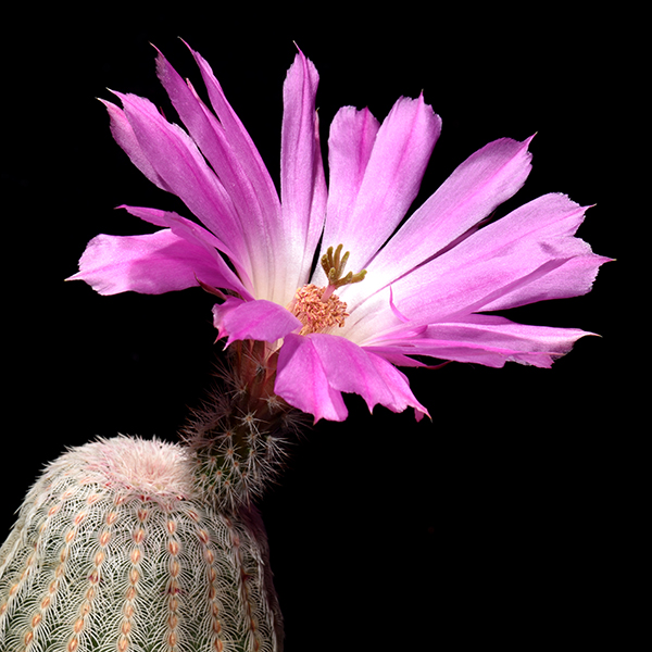 Echinocereus rigidissimus (Agua Salada, Son)
