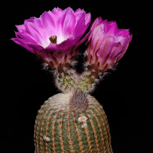 Echinocereus rigidissimus v. rubispinus Lau 088 'bright spines'