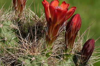 Echinocereus santaritensis MR 117