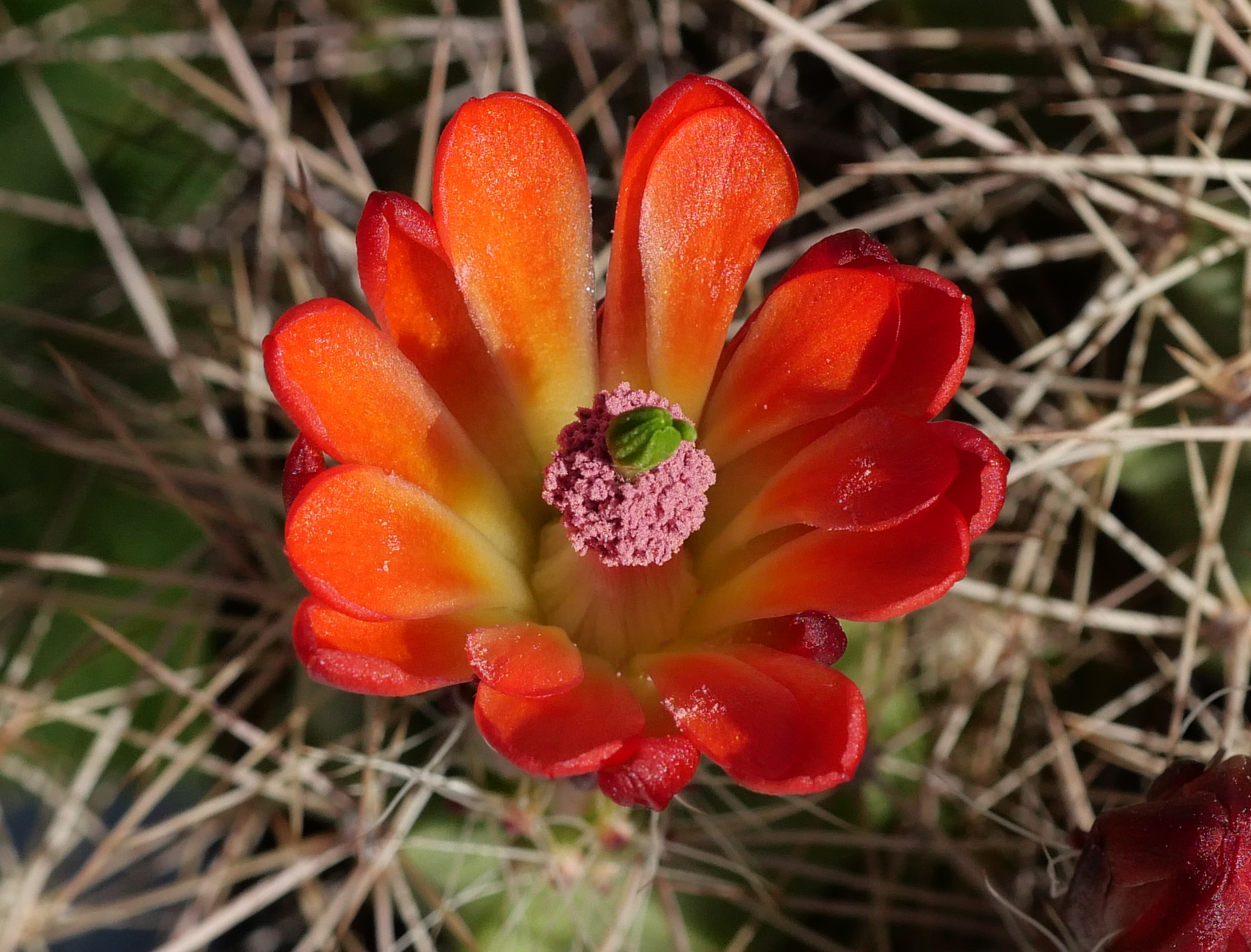 Echinocereus santaritensis MR 117 - 2
