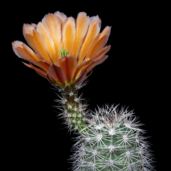 Echinocereus xlloydii (Tunas Springs, TX)