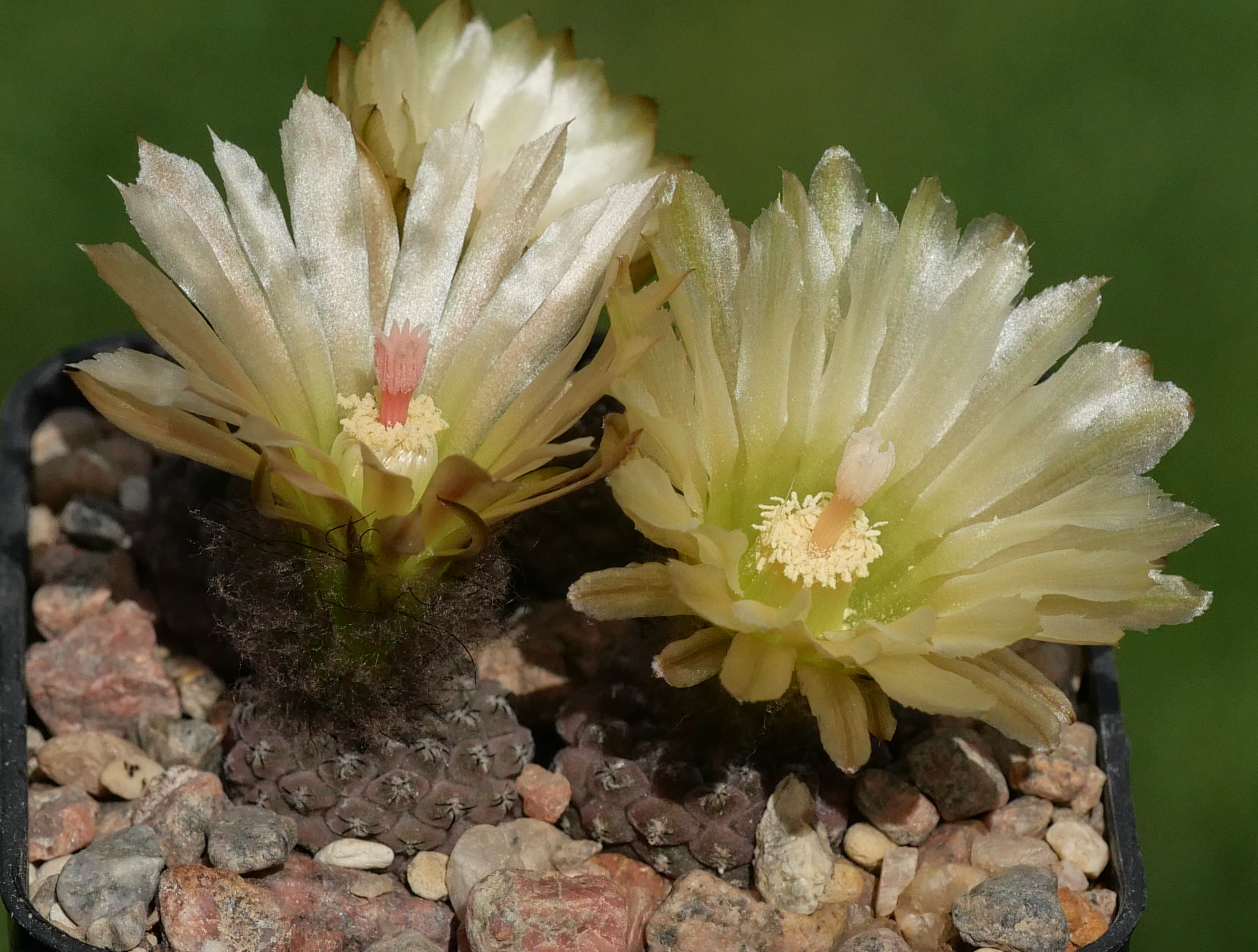 Eriosyce napina HR 9 (Huasco Bajo, Freirina)