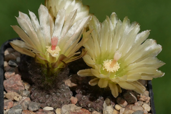 Eriosyce napina HR 9 (Huasco Bajo, Freirina)