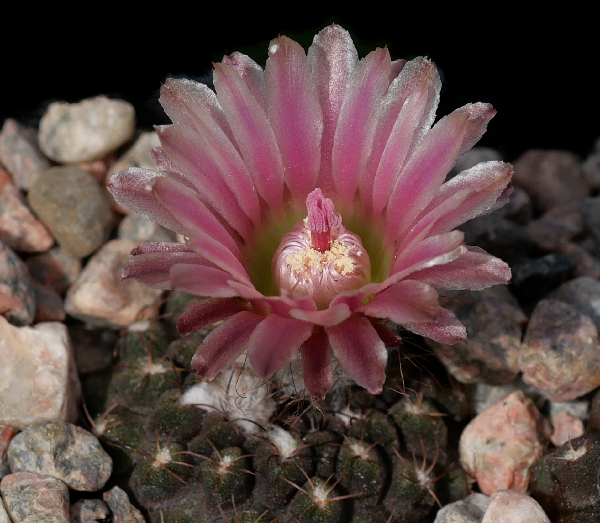 Eriosyce occulta JA 70