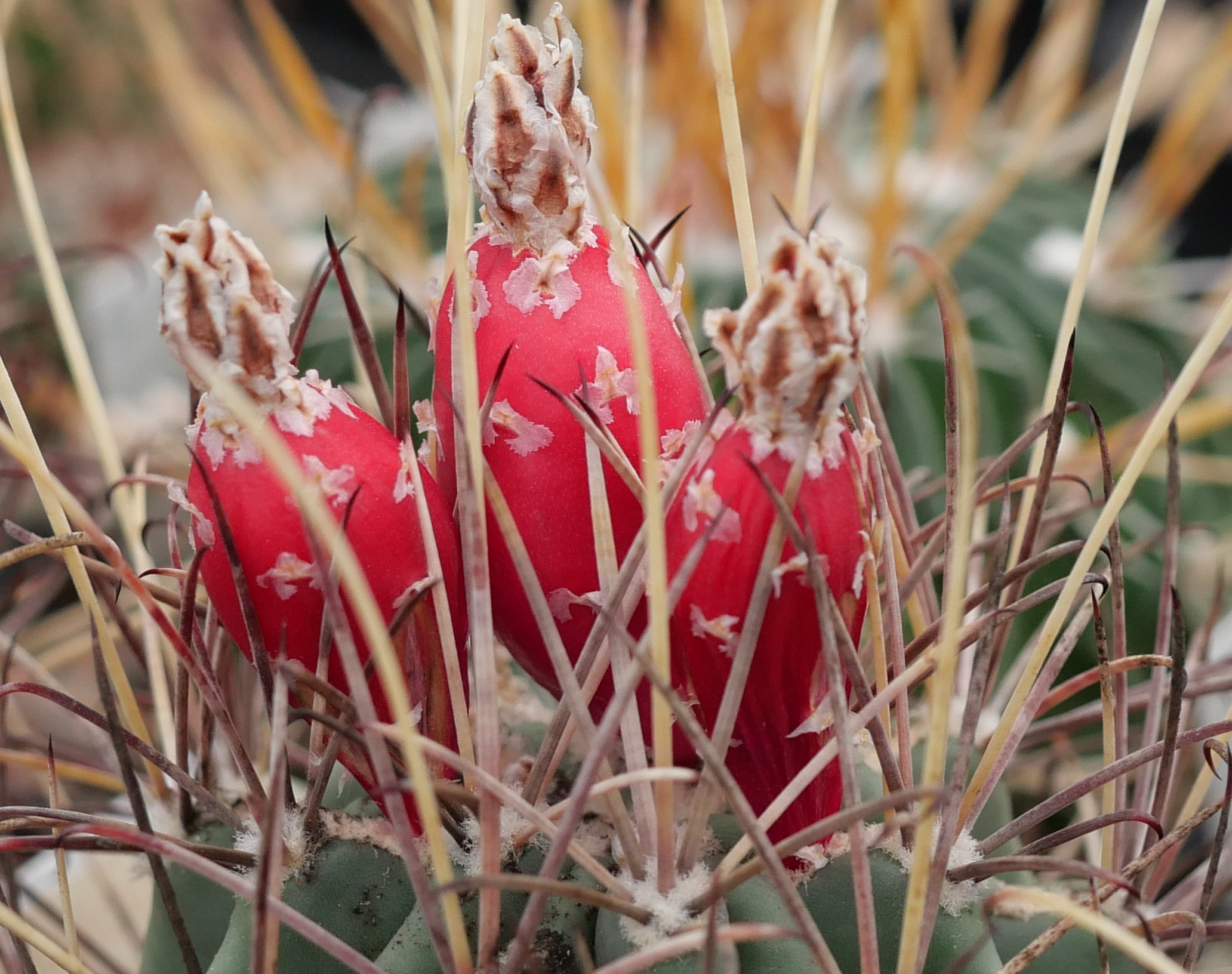 Glandulicactus wrightii MN 680 (Brewster Co, TX) - 3