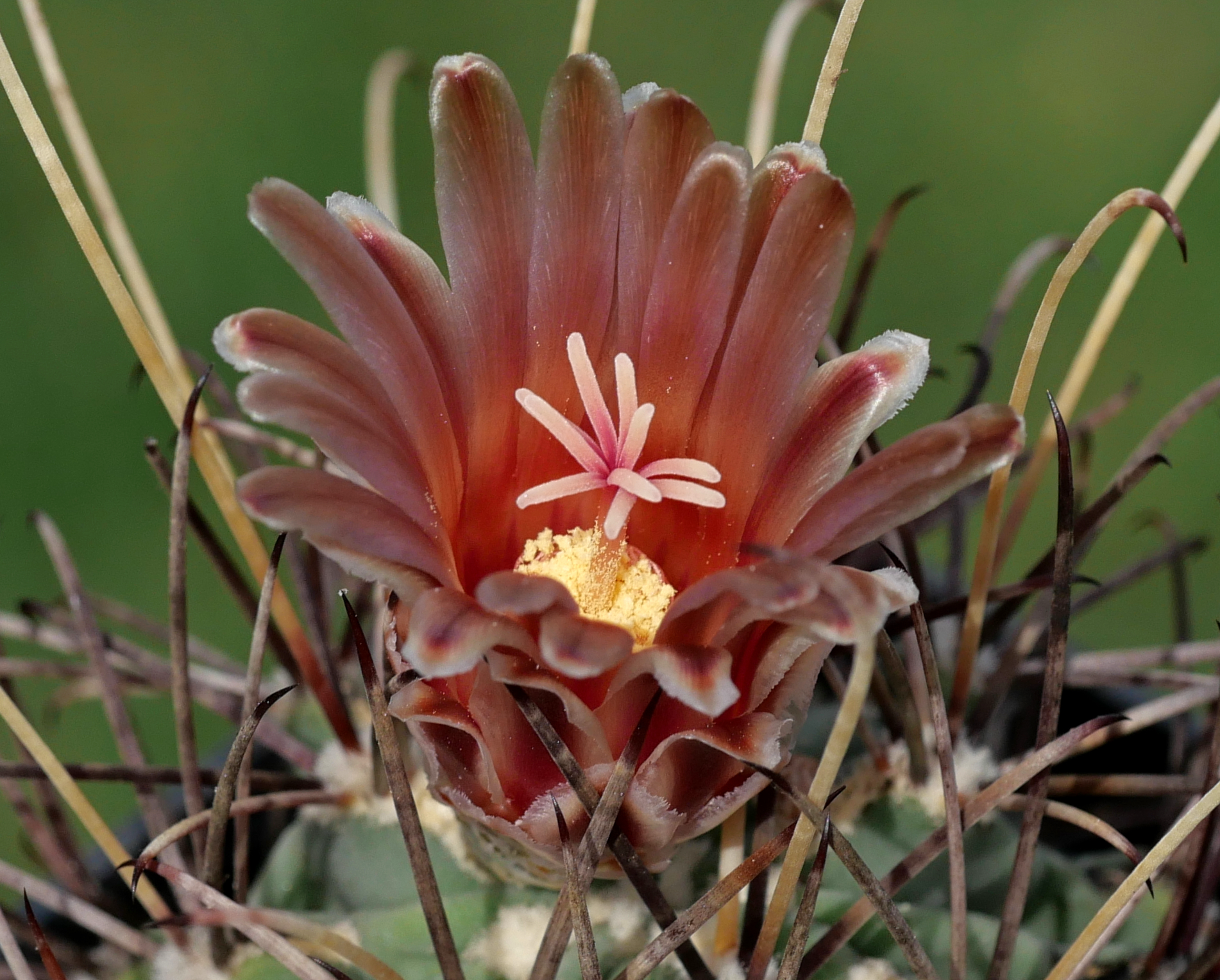 Glandulicactus wrightii MN 680 (Brewster Co, TX) - 2