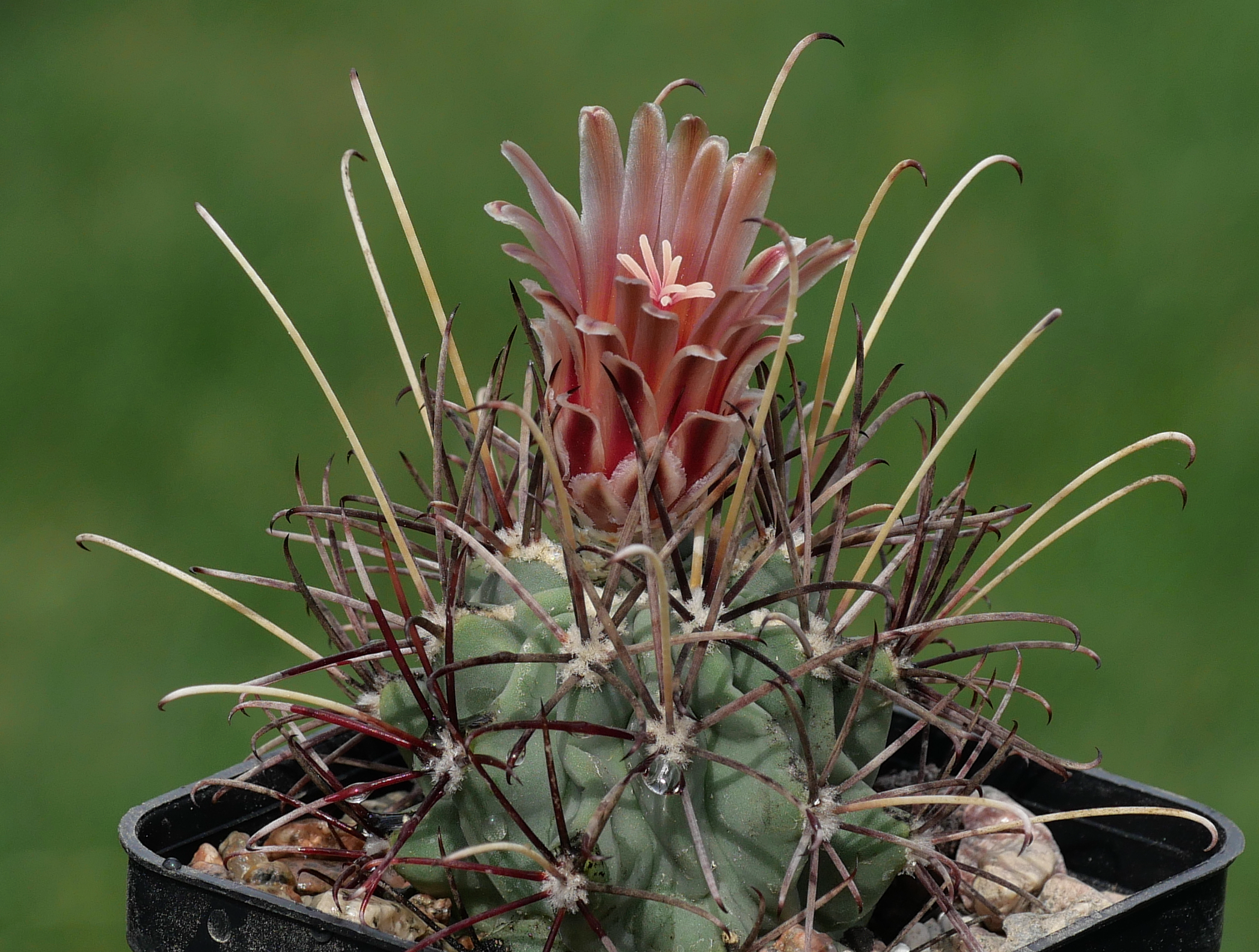 Glandulicactus wrightii MN 680 (Brewster Co, TX)