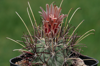 Glandulicactus wrightii MN 680 (Brewster Co, TX)